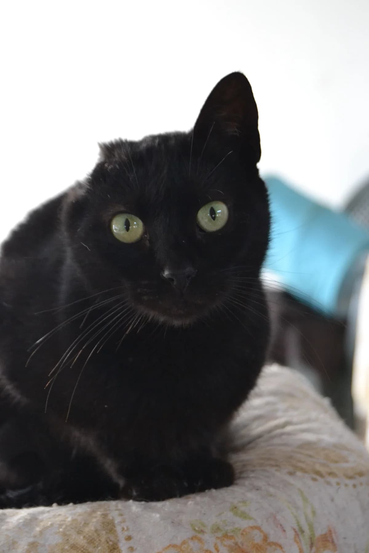 Pani, female Mixed Breed for adoption at Proyecto Gato