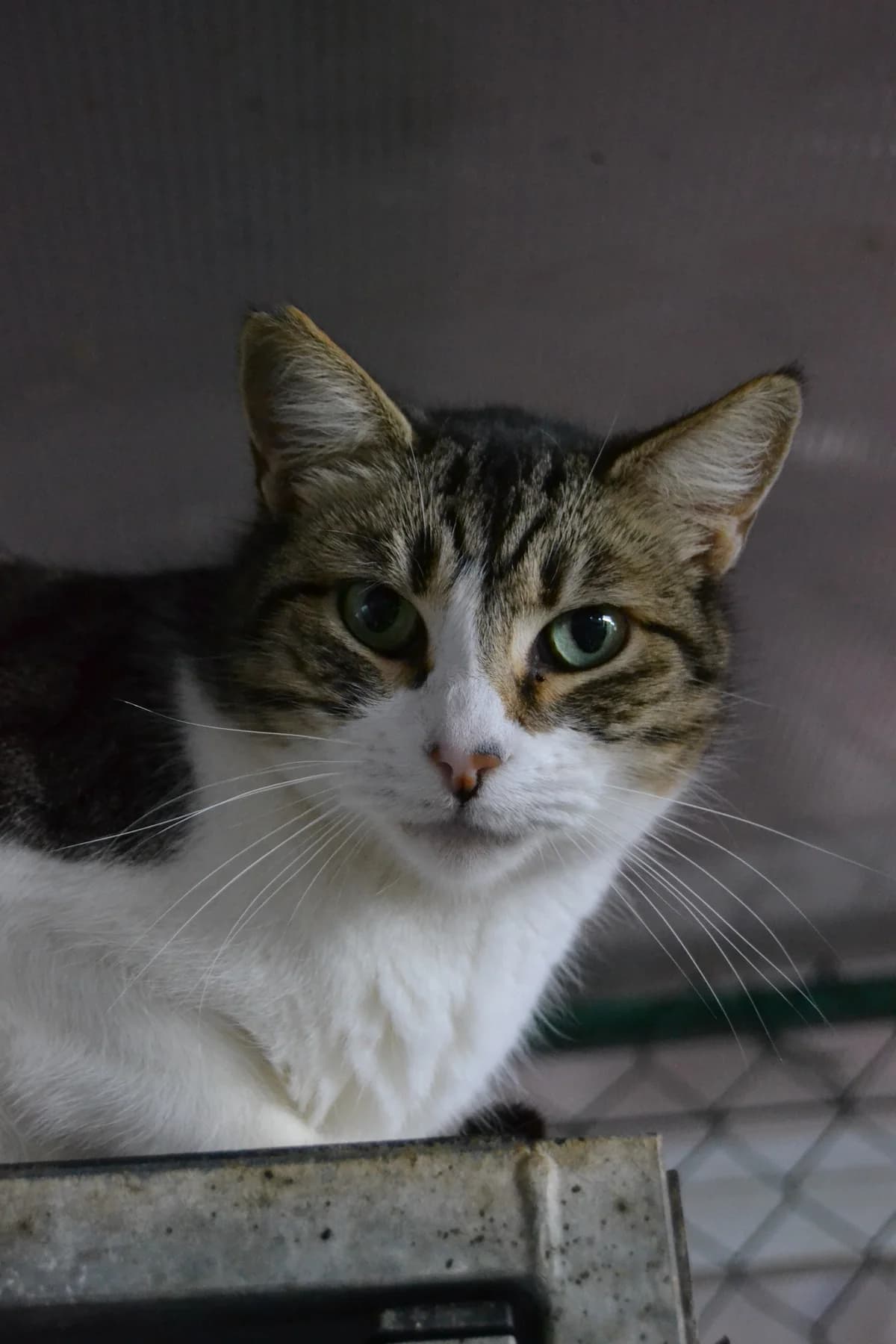 Beta, male Mixed Breed for adoption at Proyecto Gato
