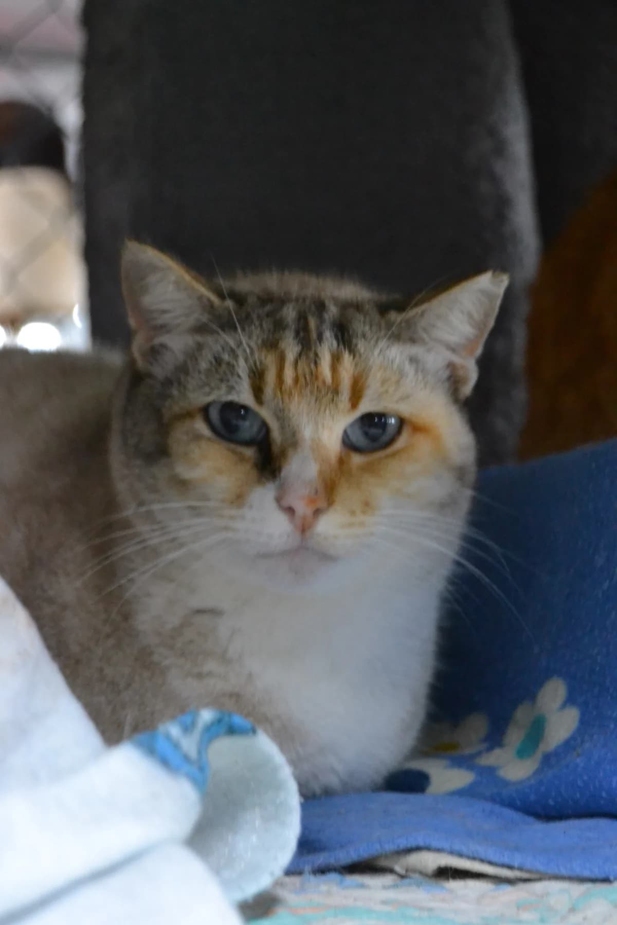 Trapa, female Mixed Breed for adoption at Proyecto Gato