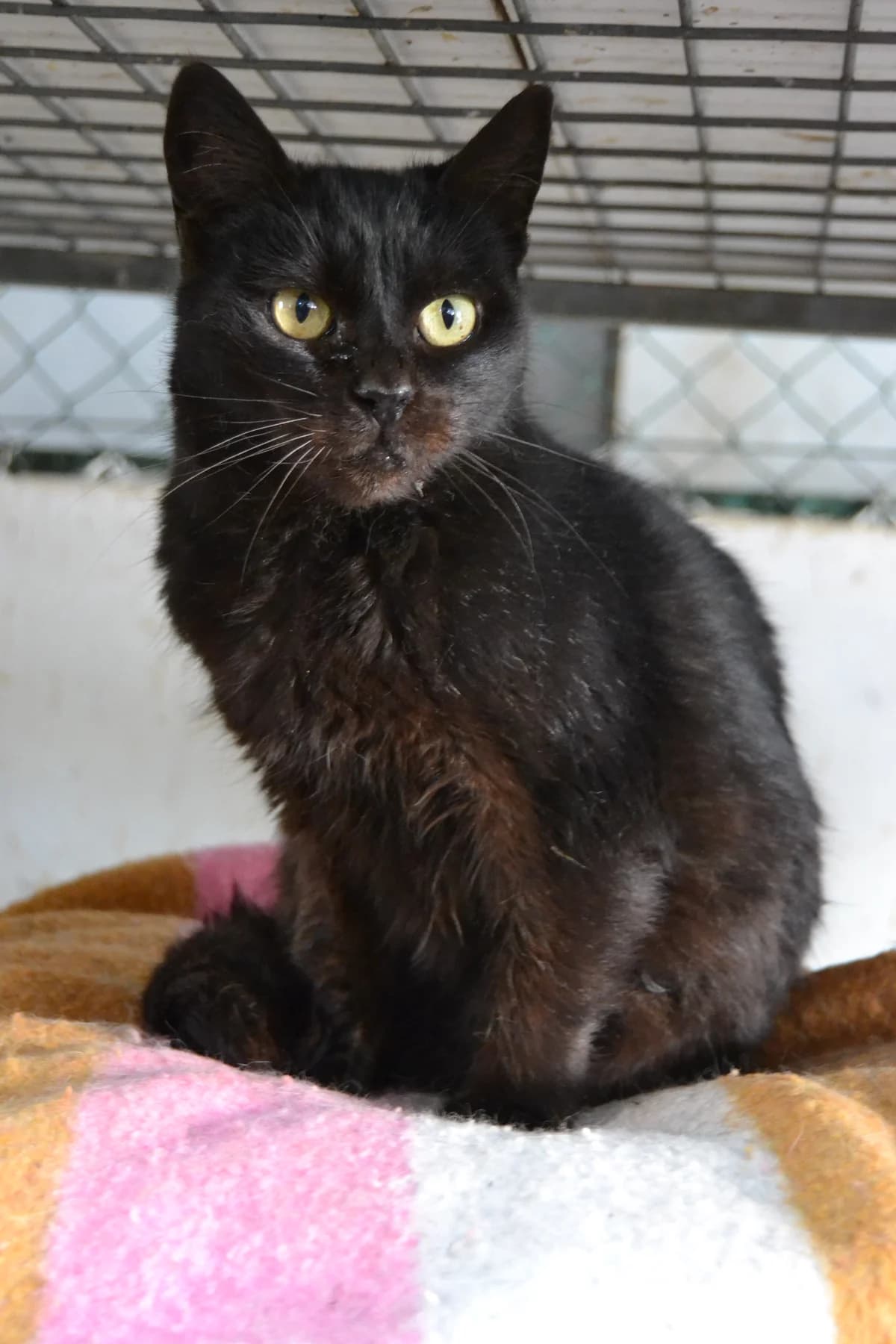 Tripi, female Mixed Breed for adoption at Proyecto Gato
