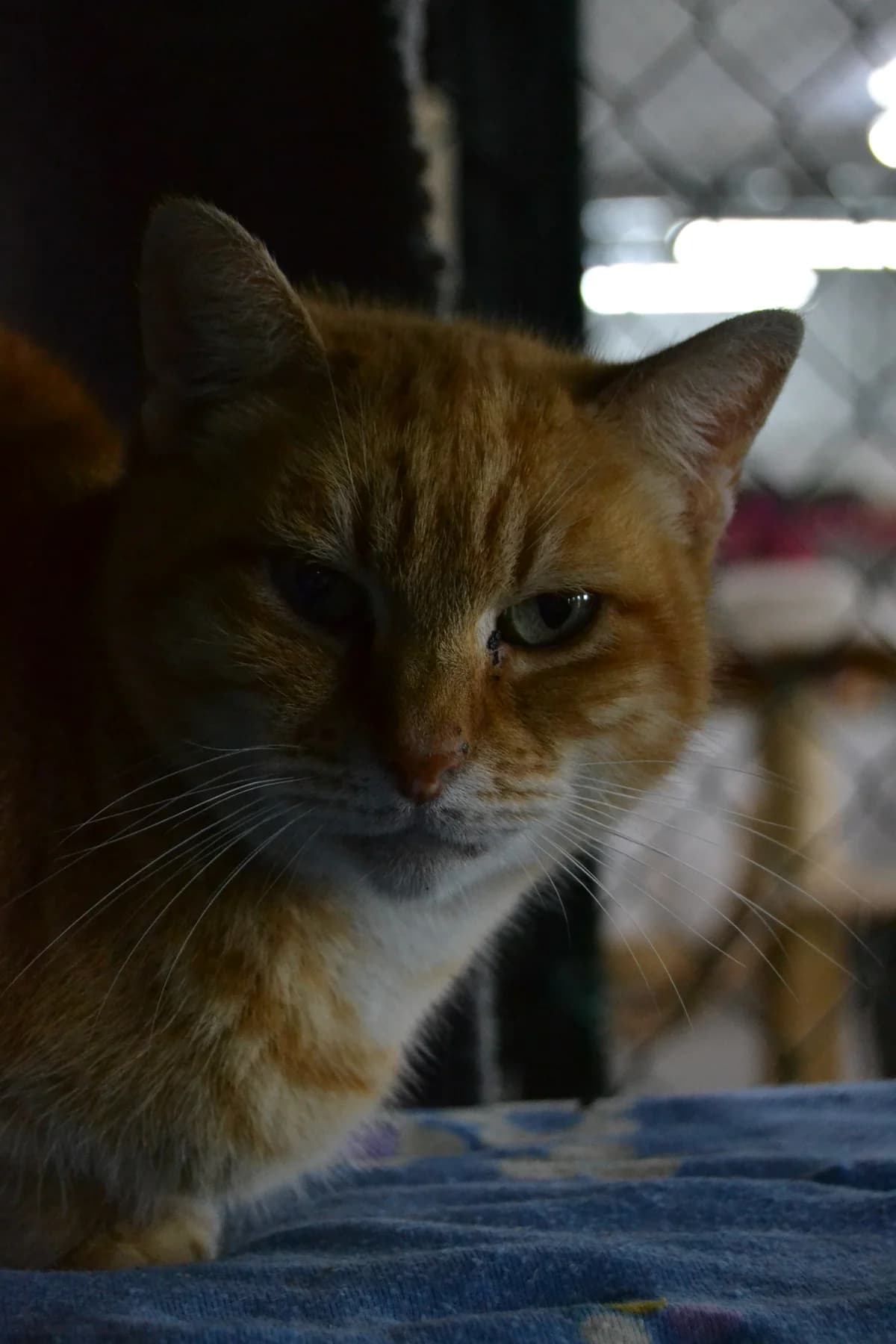 Mami Jaune, female Mixed Breed for adoption at Proyecto Gato