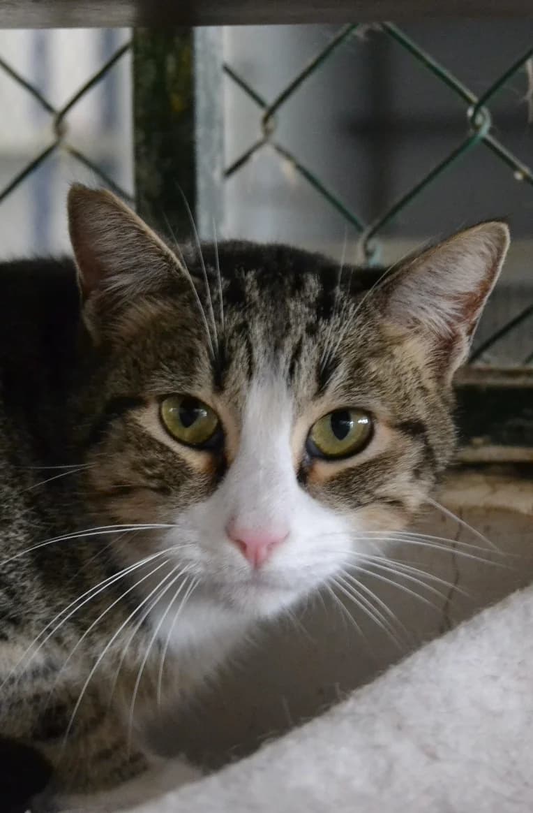 Cachito, female Mixed Breed for adoption at Proyecto Gato