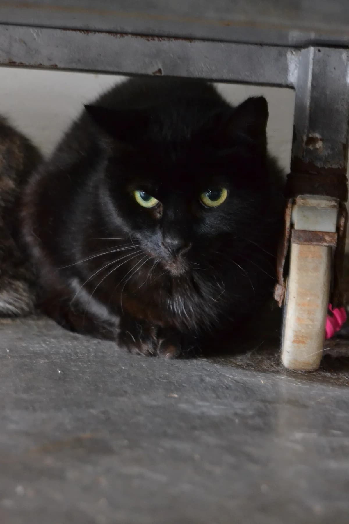 Idoia, female Mixed Breed for adoption at Proyecto Gato