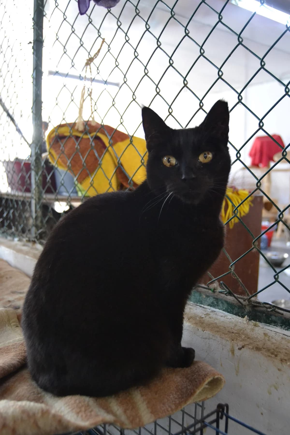 Area, female Mixed Breed for adoption at Proyecto Gato
