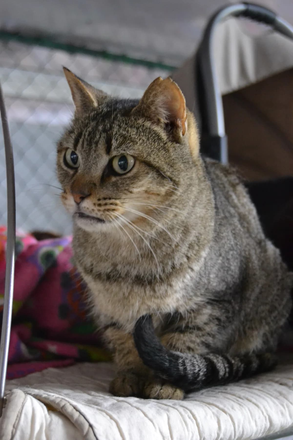 Dulce, female Mixed Breed for adoption at Proyecto Gato