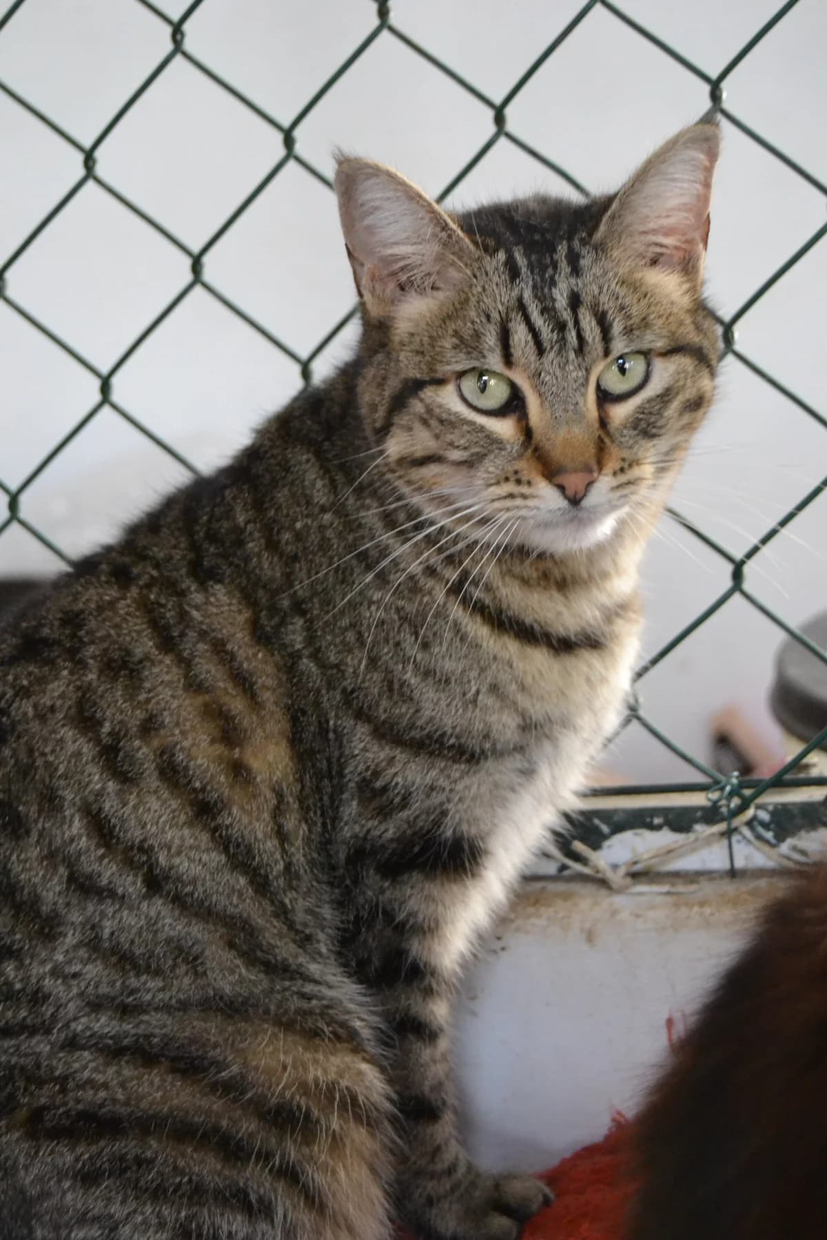 Foxy Lady, female Mixed Breed for adoption at Proyecto Gato