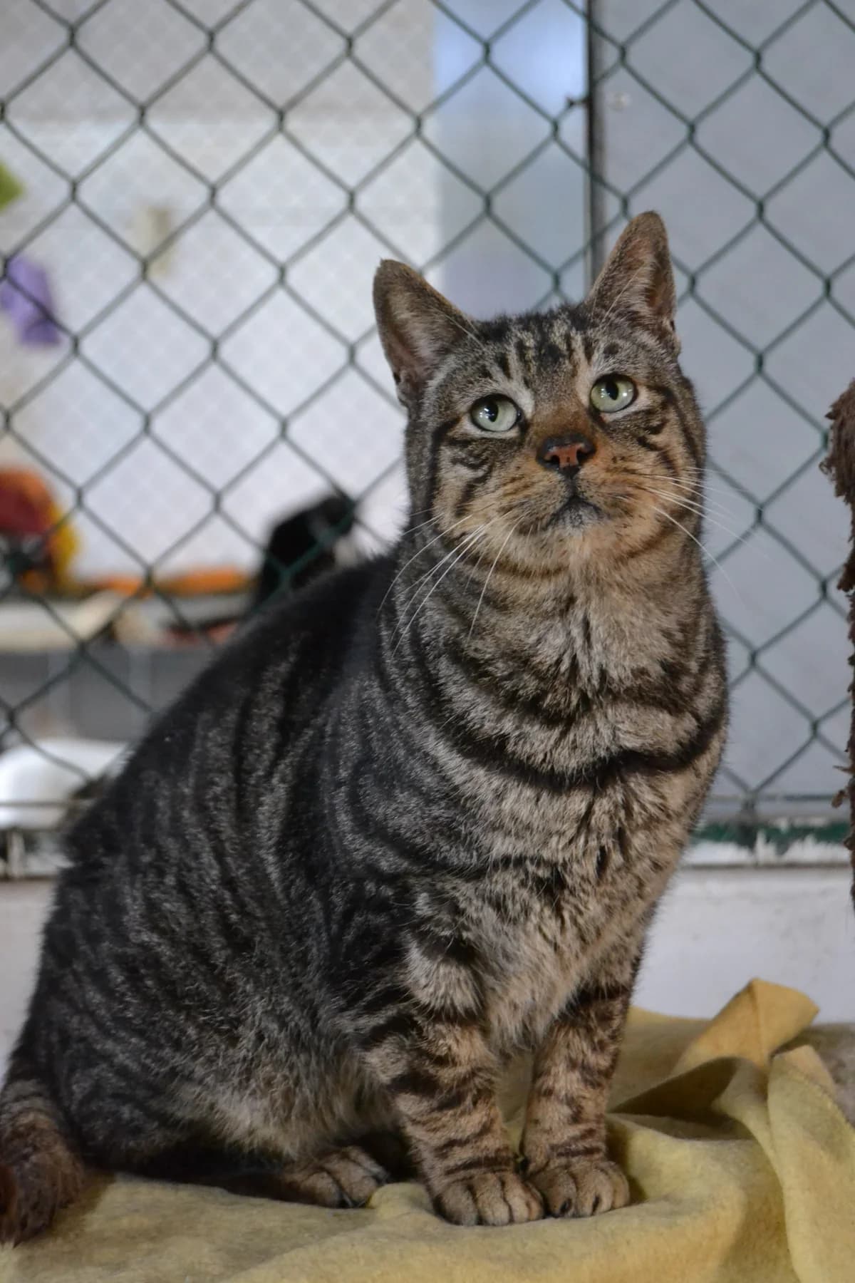 Pivón, male Mixed Breed for adoption at Proyecto Gato