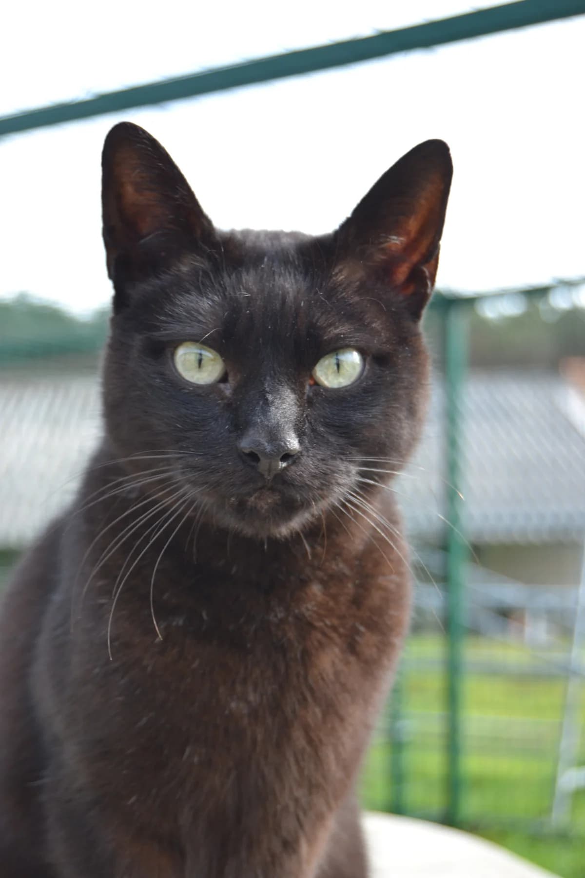 Kongo, male Mixed Breed for adoption at Proyecto Gato