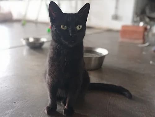 Inca, female Mixed Breed for adoption at Proyecto Gato
