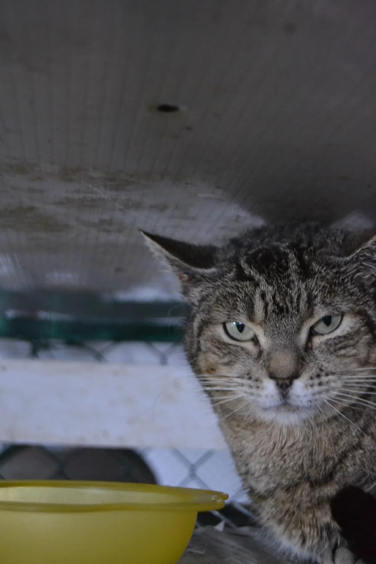 Sol, female Mixed Breed for adoption at Proyecto Gato