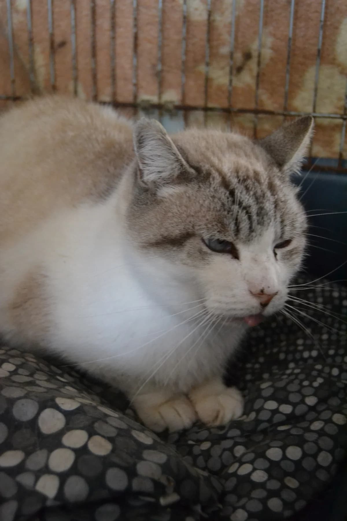 Gollum, male Mixed Breed for adoption at Proyecto Gato