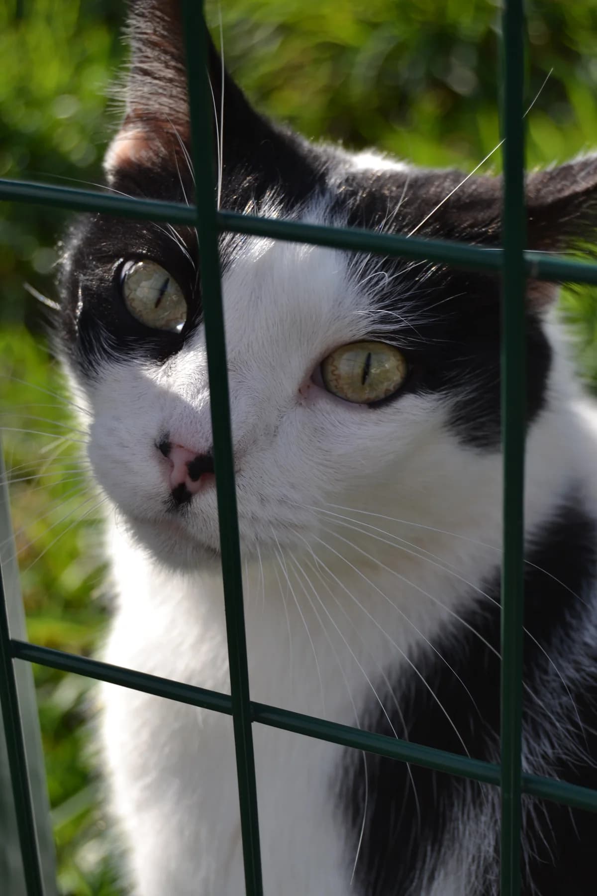 Nemo, male Mixed Breed for adoption at Proyecto Gato