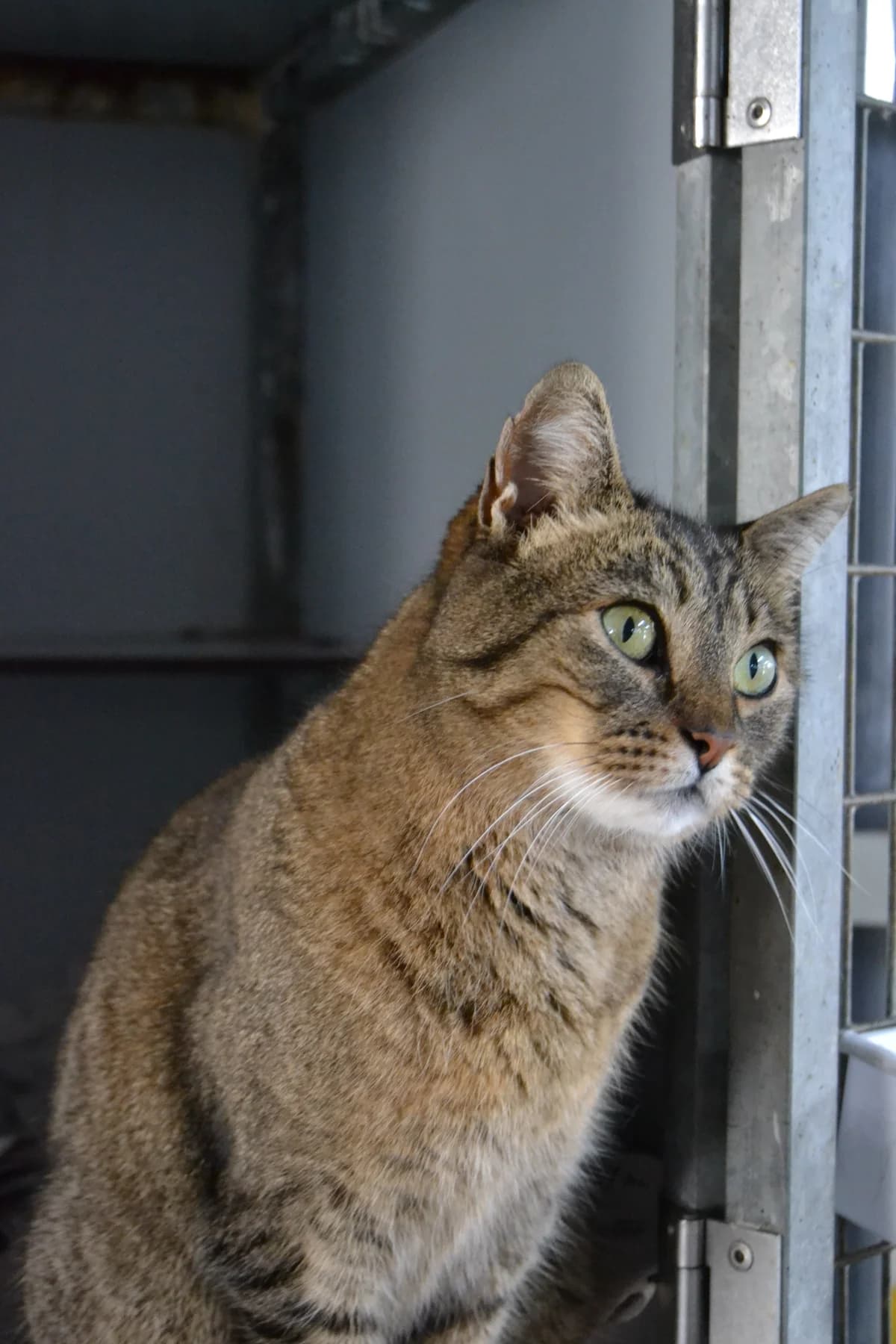 Nala, female Mixed Breed for adoption at Proyecto Gato