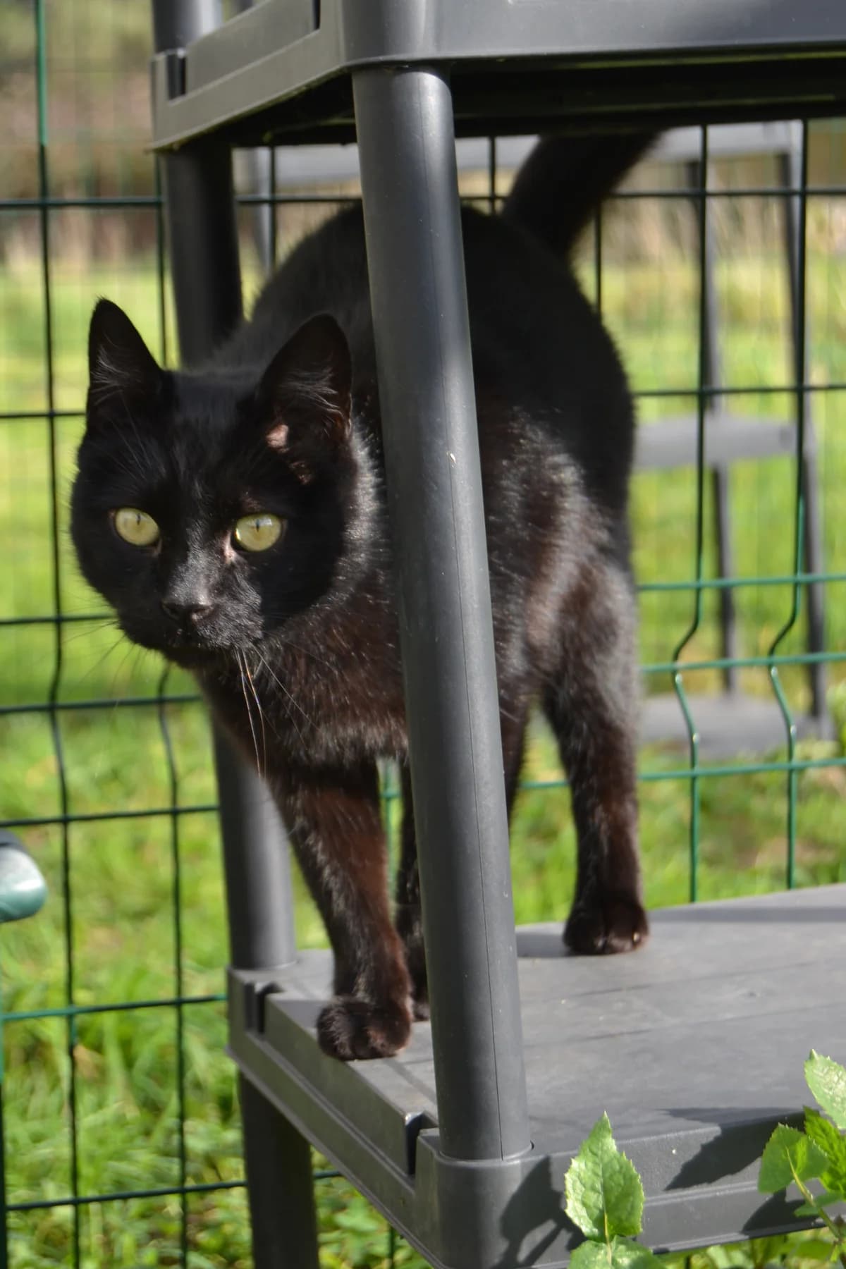 Doni, male Mixed Breed for adoption at Proyecto Gato