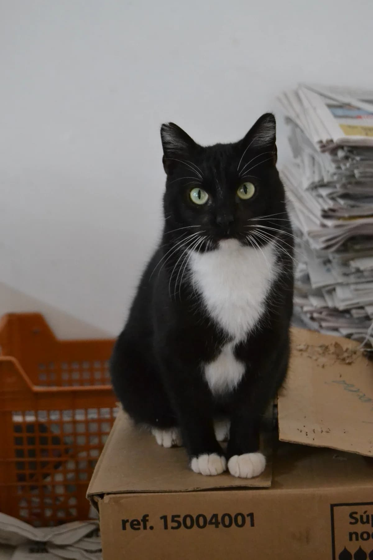 Popeye, male Mixed Breed for adoption at Proyecto Gato