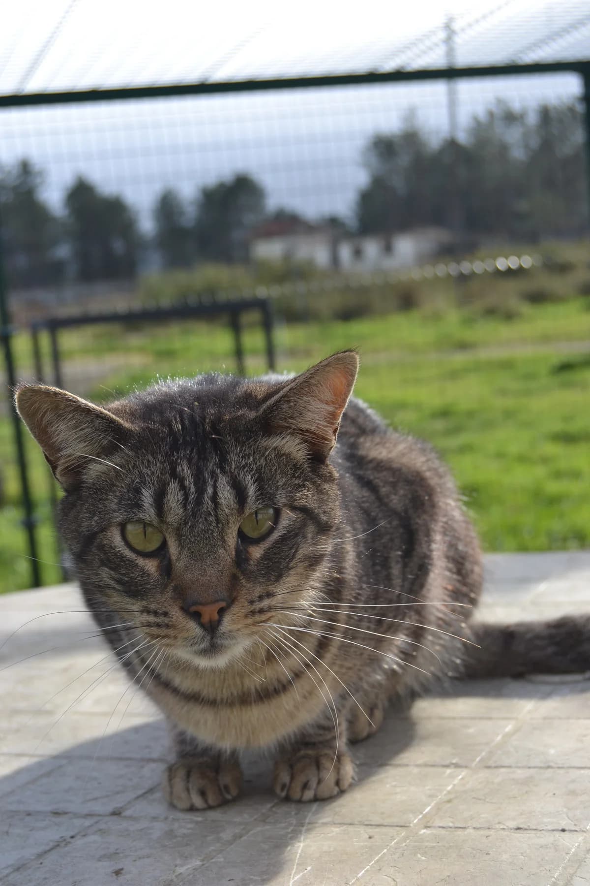 Chacal, male Mixed Breed for adoption at Proyecto Gato