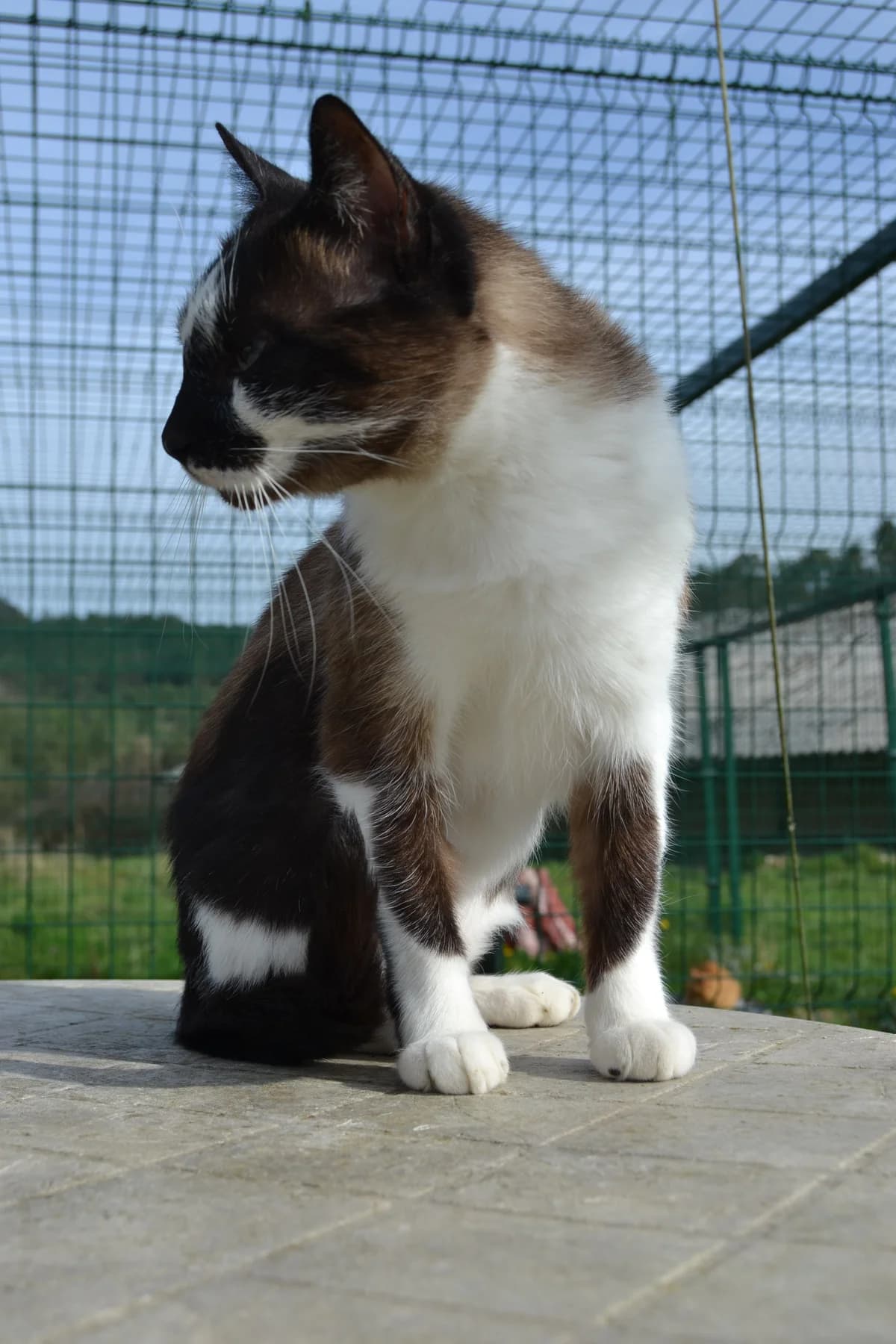 Machín, male Mixed Breed for adoption at Proyecto Gato
