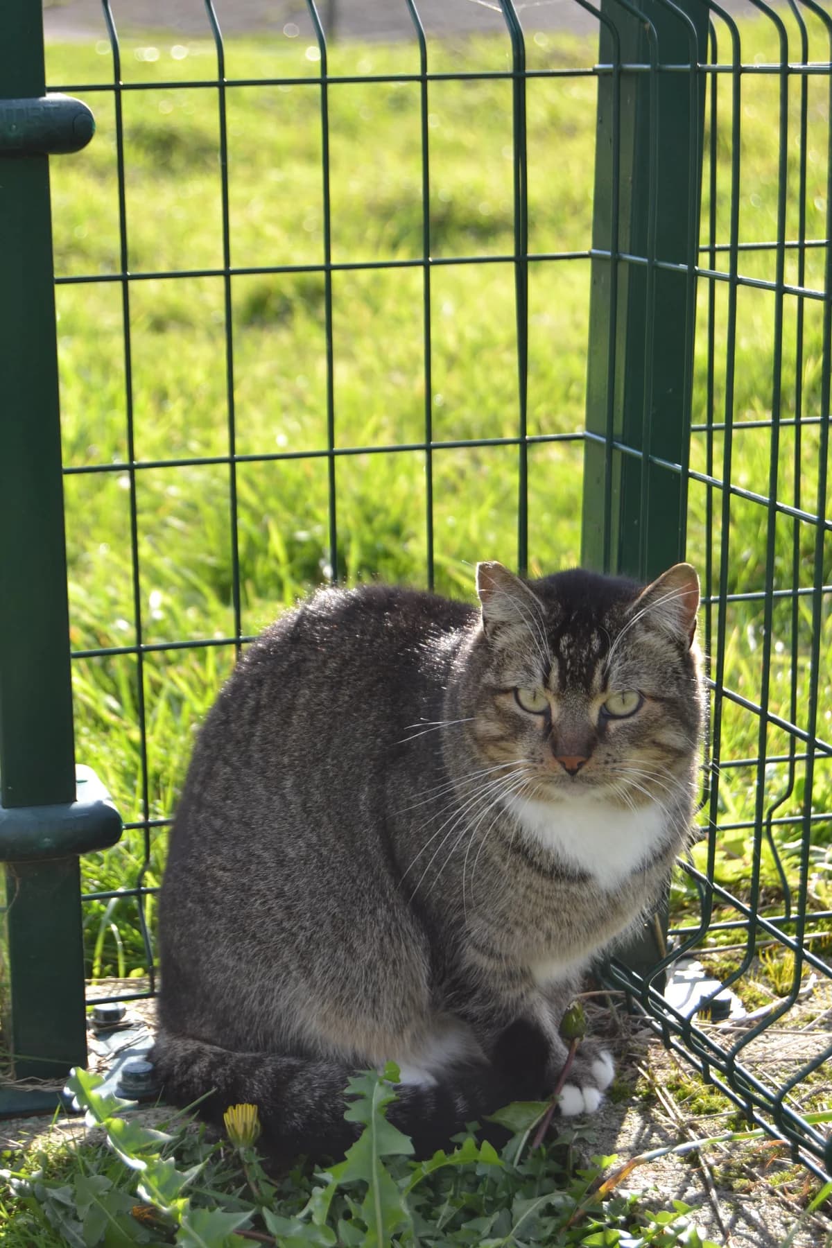 Podo, male Mixed Breed for adoption at Proyecto Gato