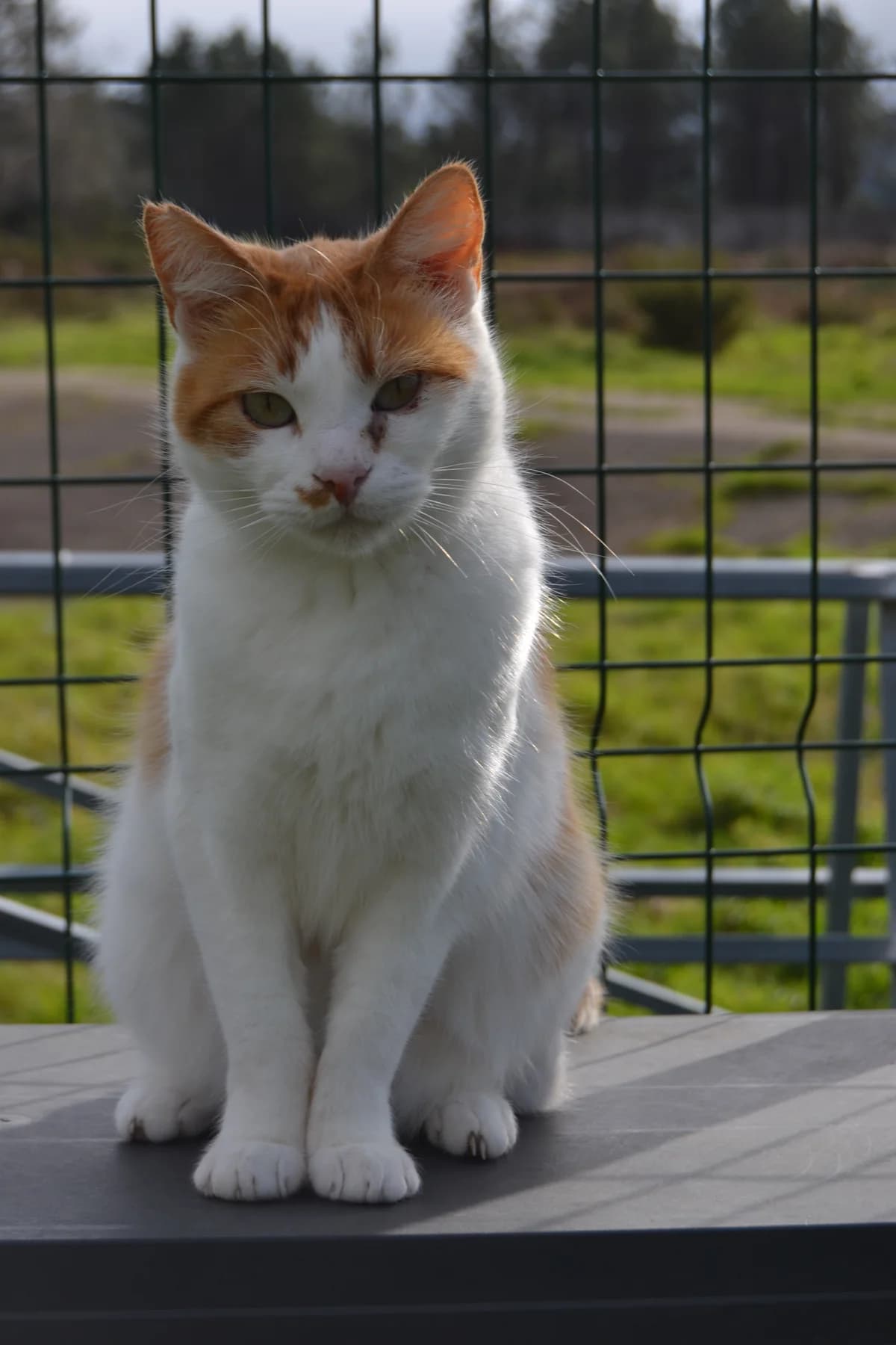Tití, male Mixed Breed for adoption at Proyecto Gato