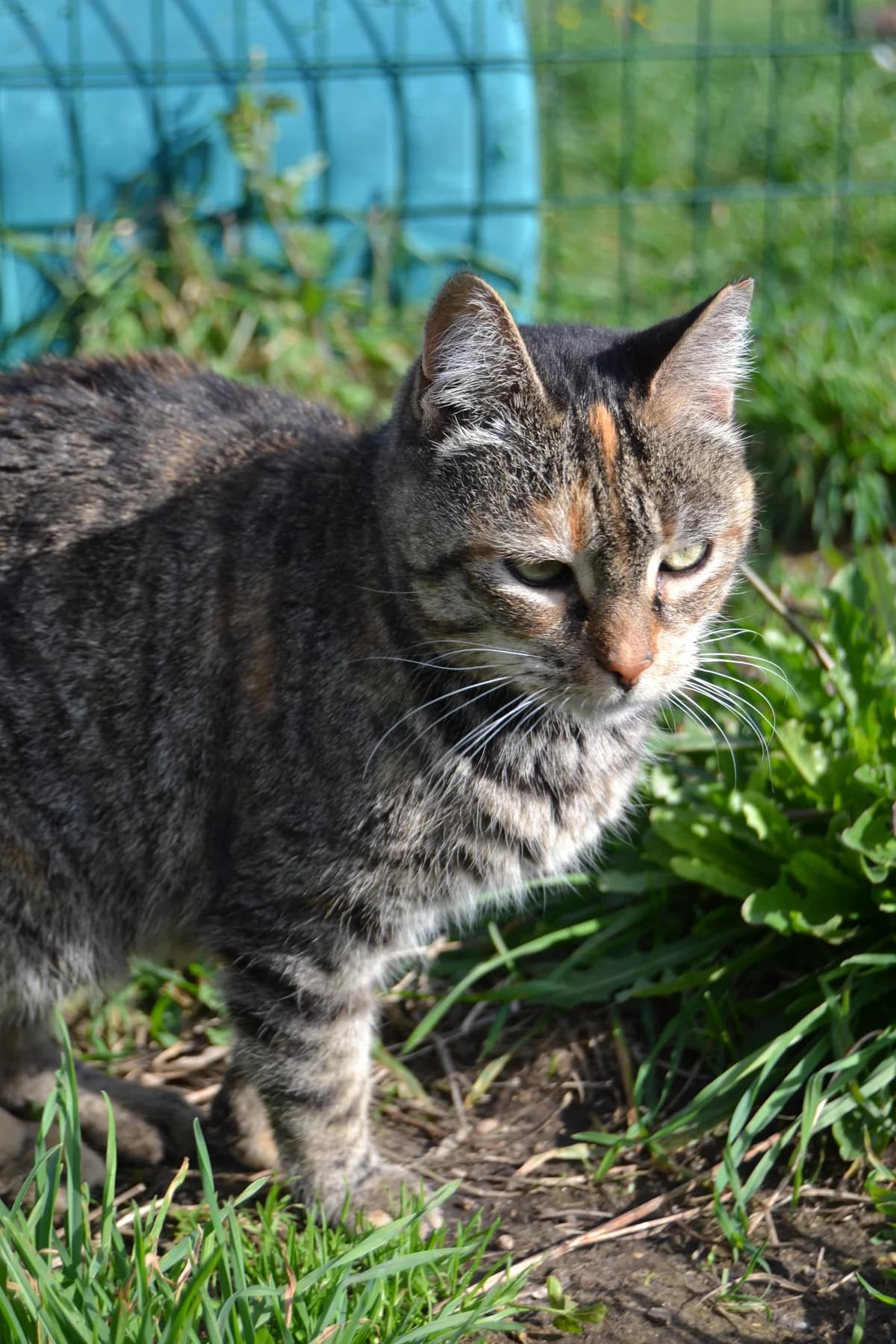 Xela, female Mixed Breed for adoption at Proyecto Gato