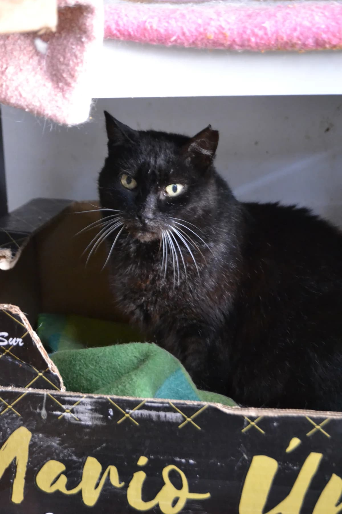 Luci, female Mixed Breed for adoption at Proyecto Gato