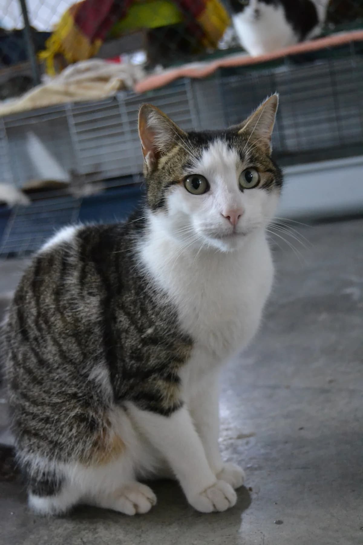 Nano, male Mixed Breed for adoption at Proyecto Gato