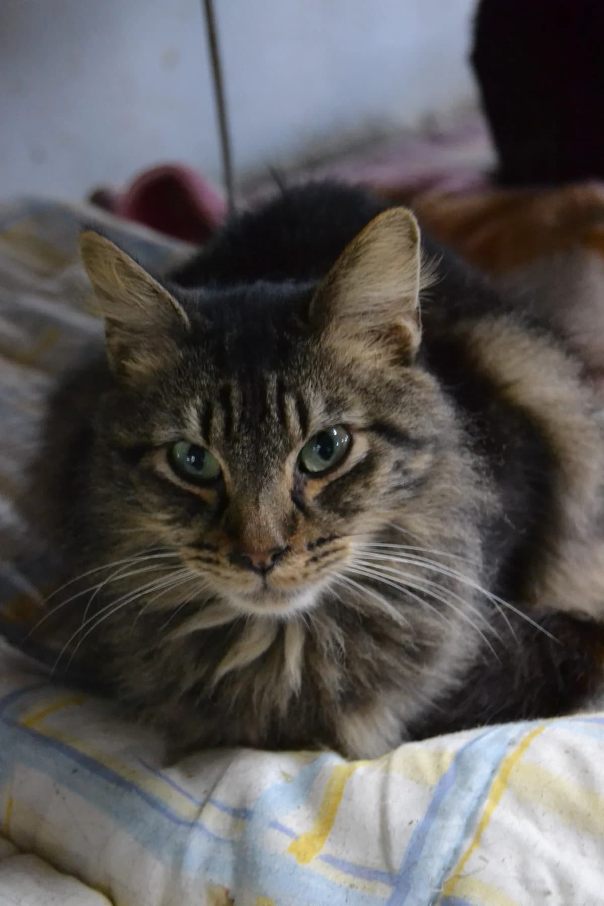 Lince, male Mixed Breed for adoption at Proyecto Gato