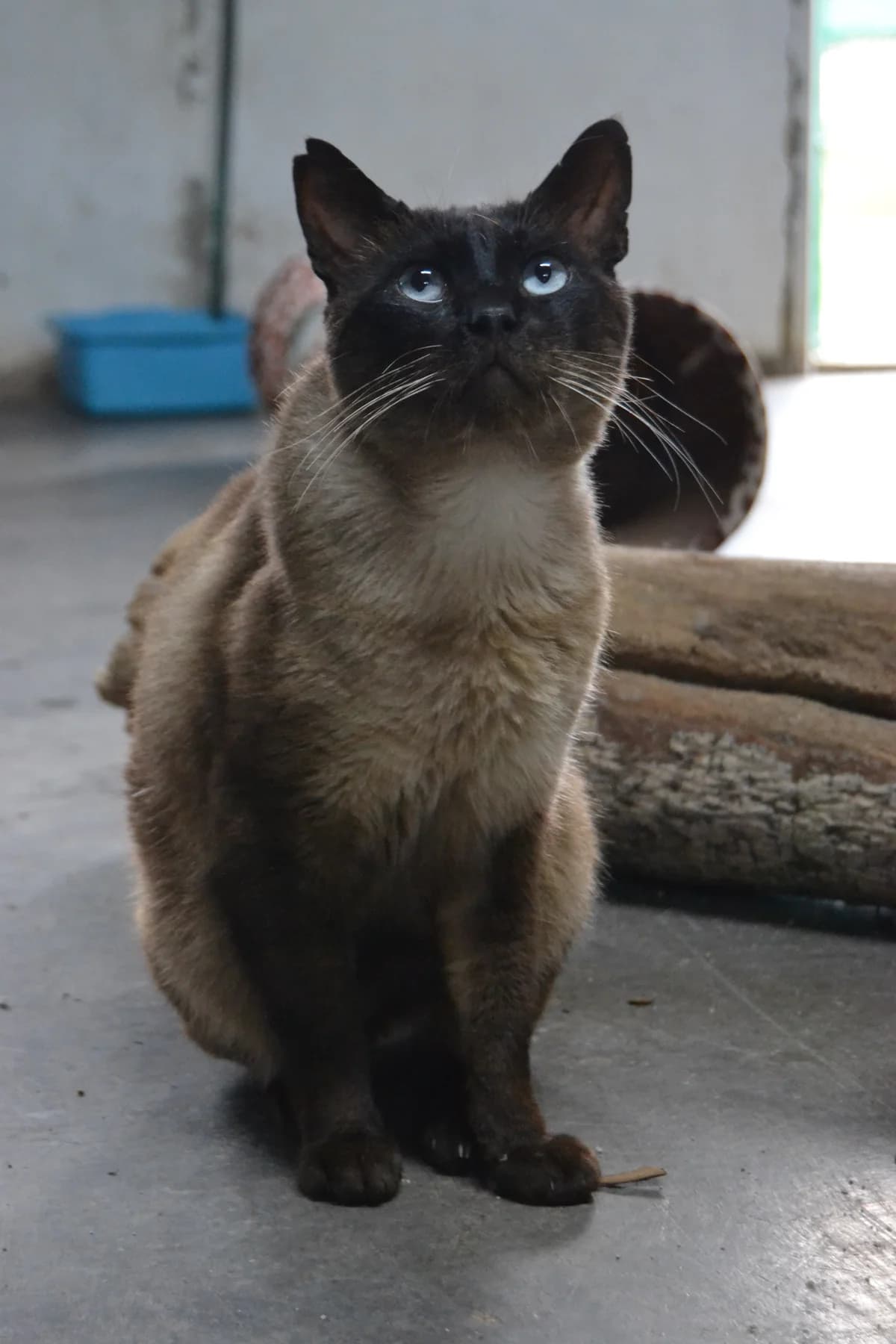 Duque, male Mixed Breed for adoption at Proyecto Gato