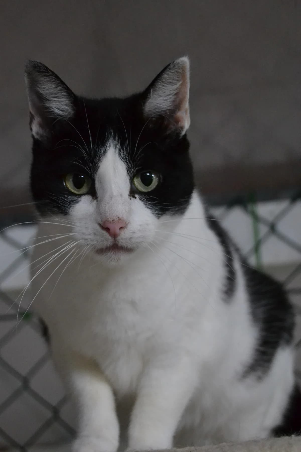 Berni, female Mixed Breed for adoption at Proyecto Gato