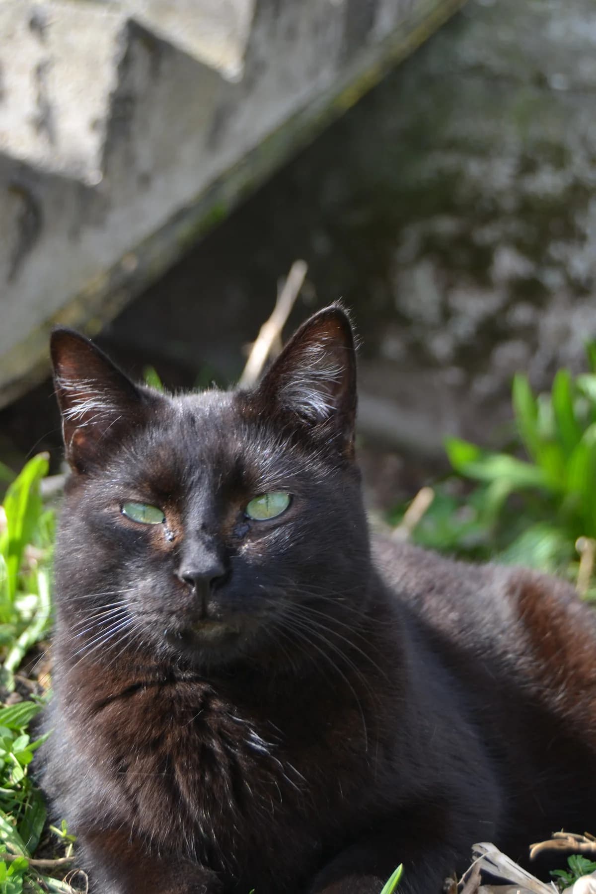 Janis, female Mixed Breed for adoption at Proyecto Gato