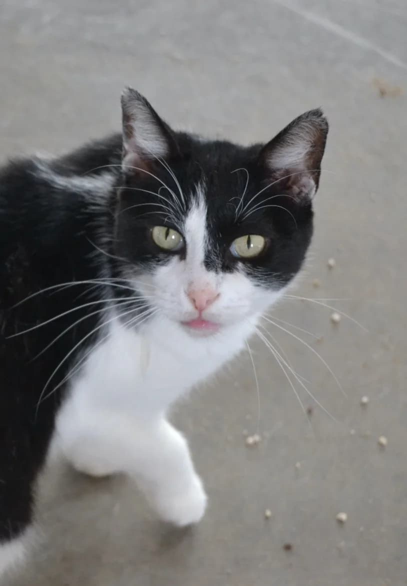 Joplin, female Mixed Breed for adoption at Proyecto Gato