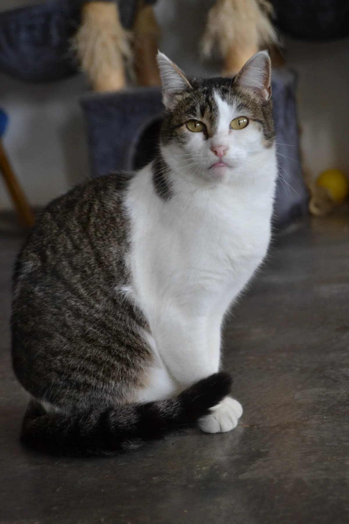 Ruth, female Mixed Breed for adoption at Proyecto Gato