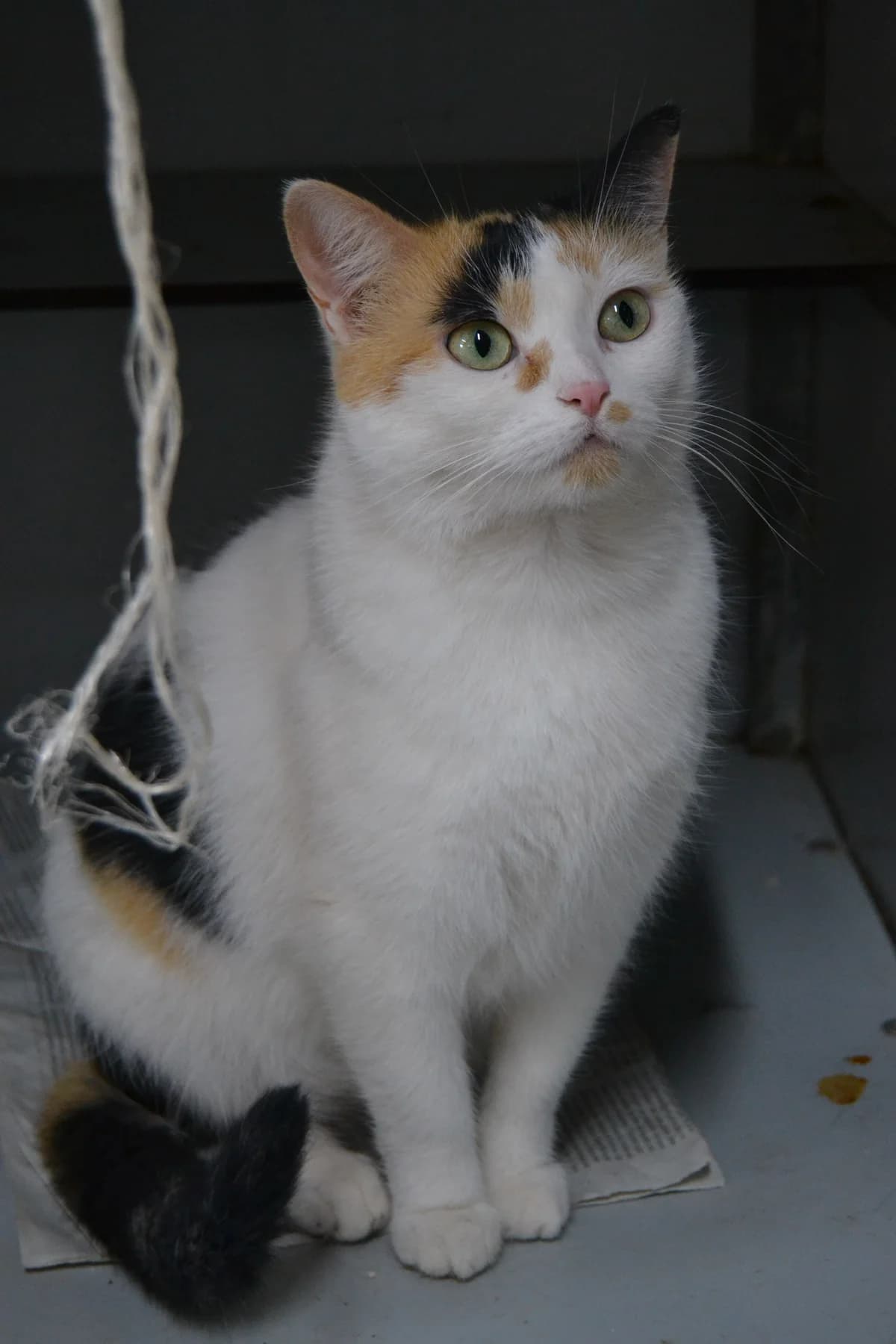 Khaleesi, female Mixed Breed for adoption at Proyecto Gato