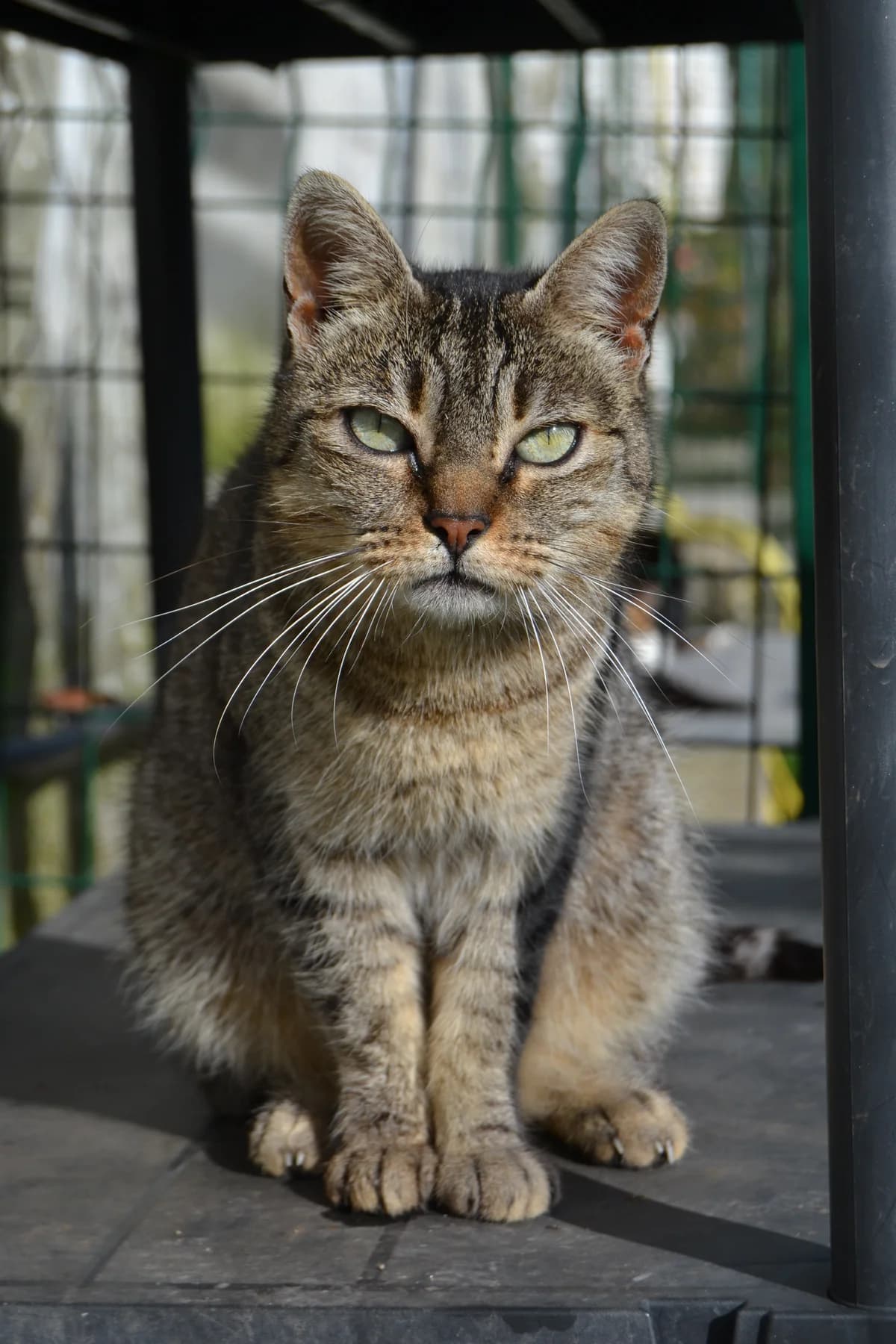 Mila, female Mixed Breed for adoption at Proyecto Gato