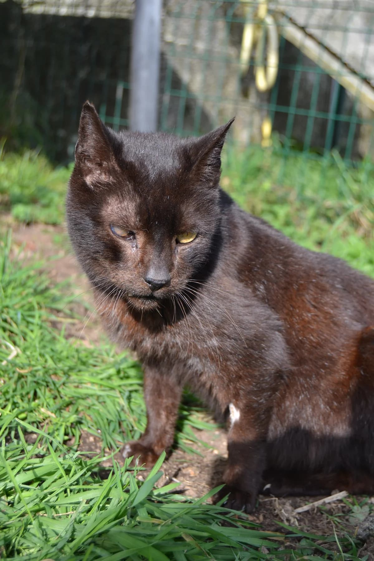 Yayo, male Mixed Breed for adoption at Proyecto Gato