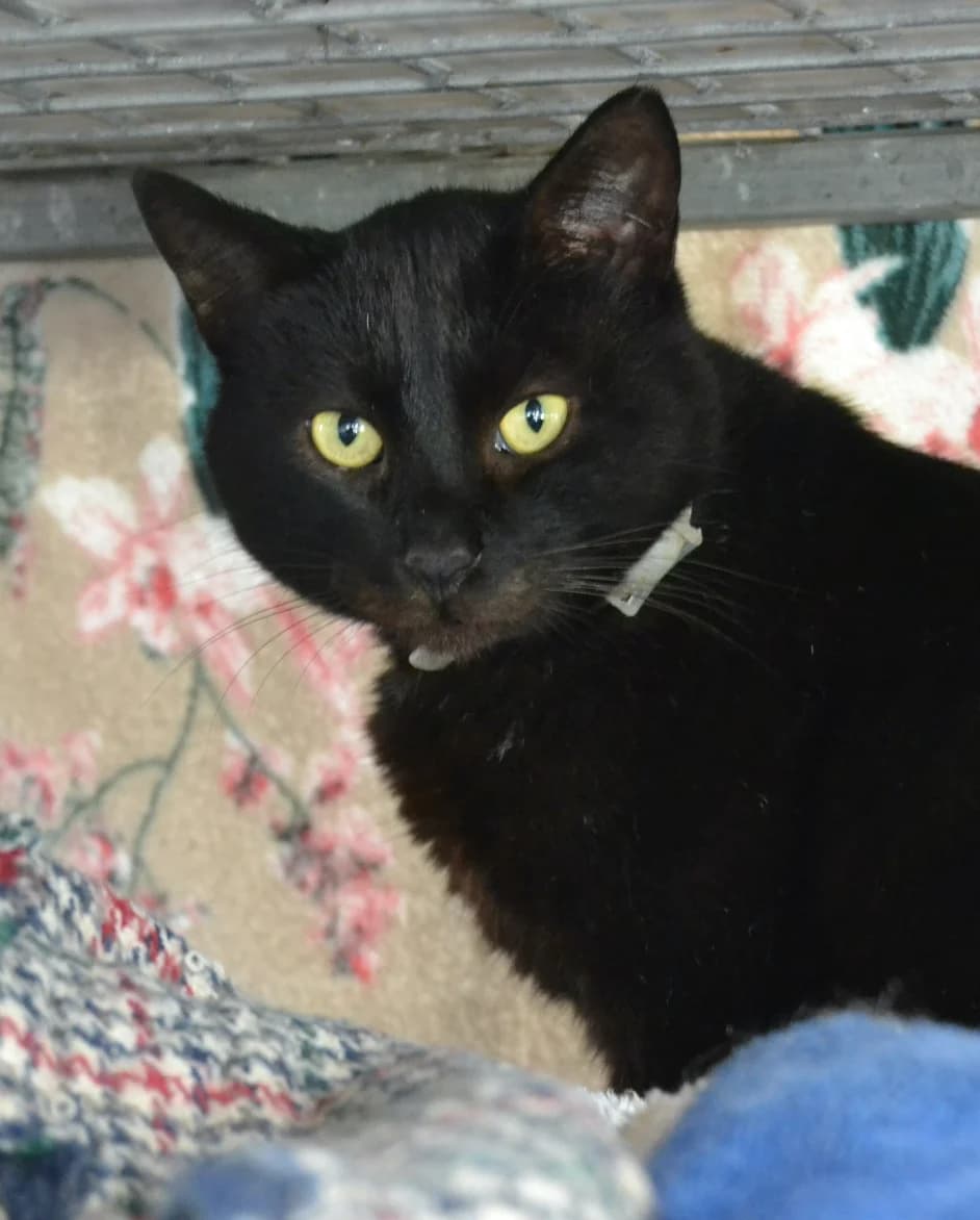 Bolsón, male Mixed Breed for adoption at Proyecto Gato