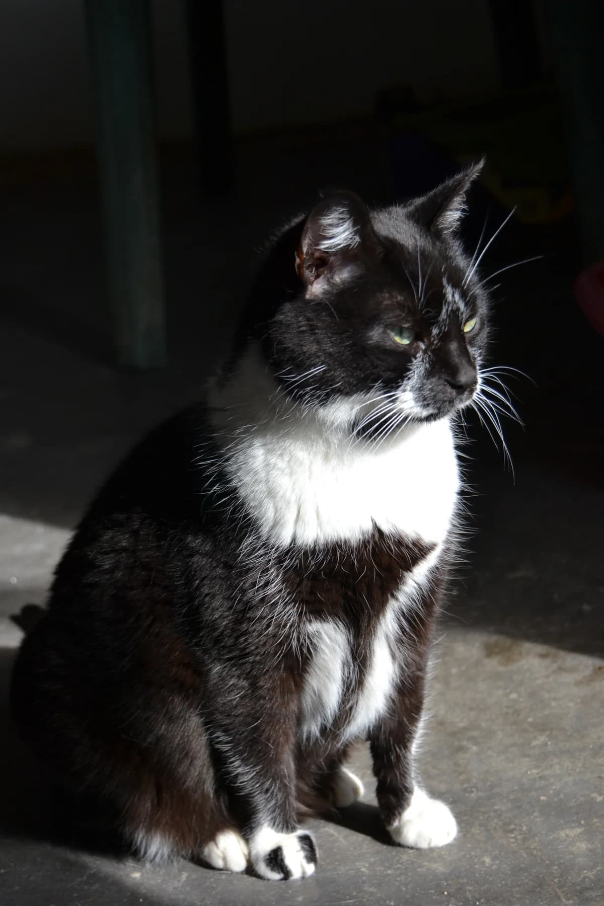 Moina, female Mixed Breed for adoption at Proyecto Gato