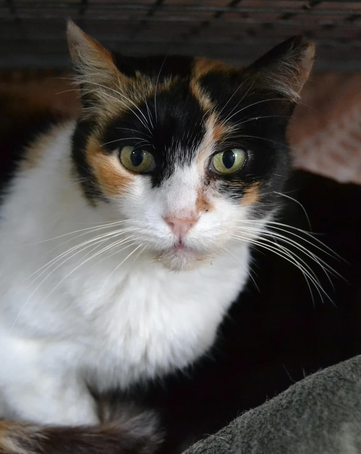 Carol, female Mixed Breed for adoption at Proyecto Gato