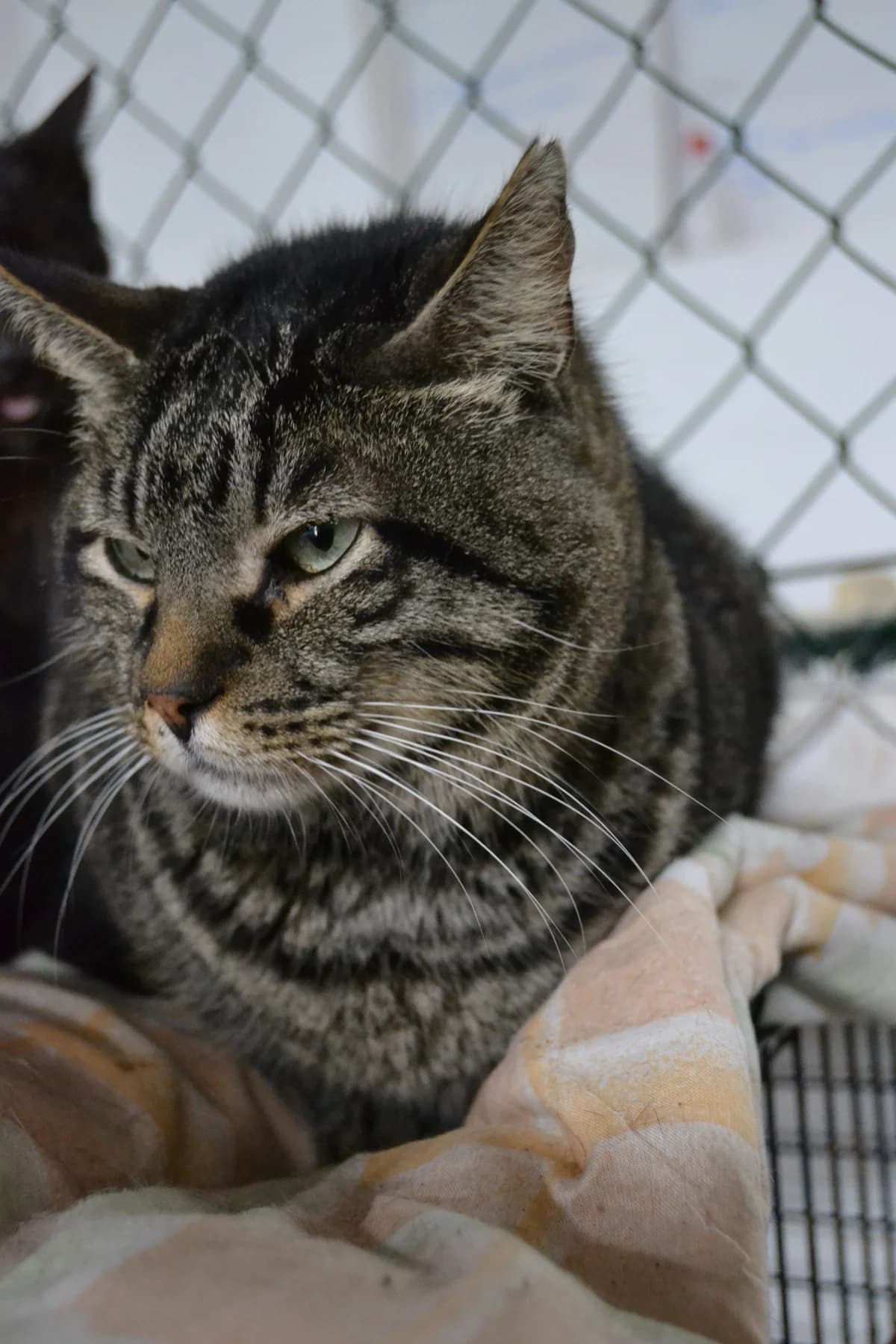 Montés, male Mixed Breed for adoption at Proyecto Gato