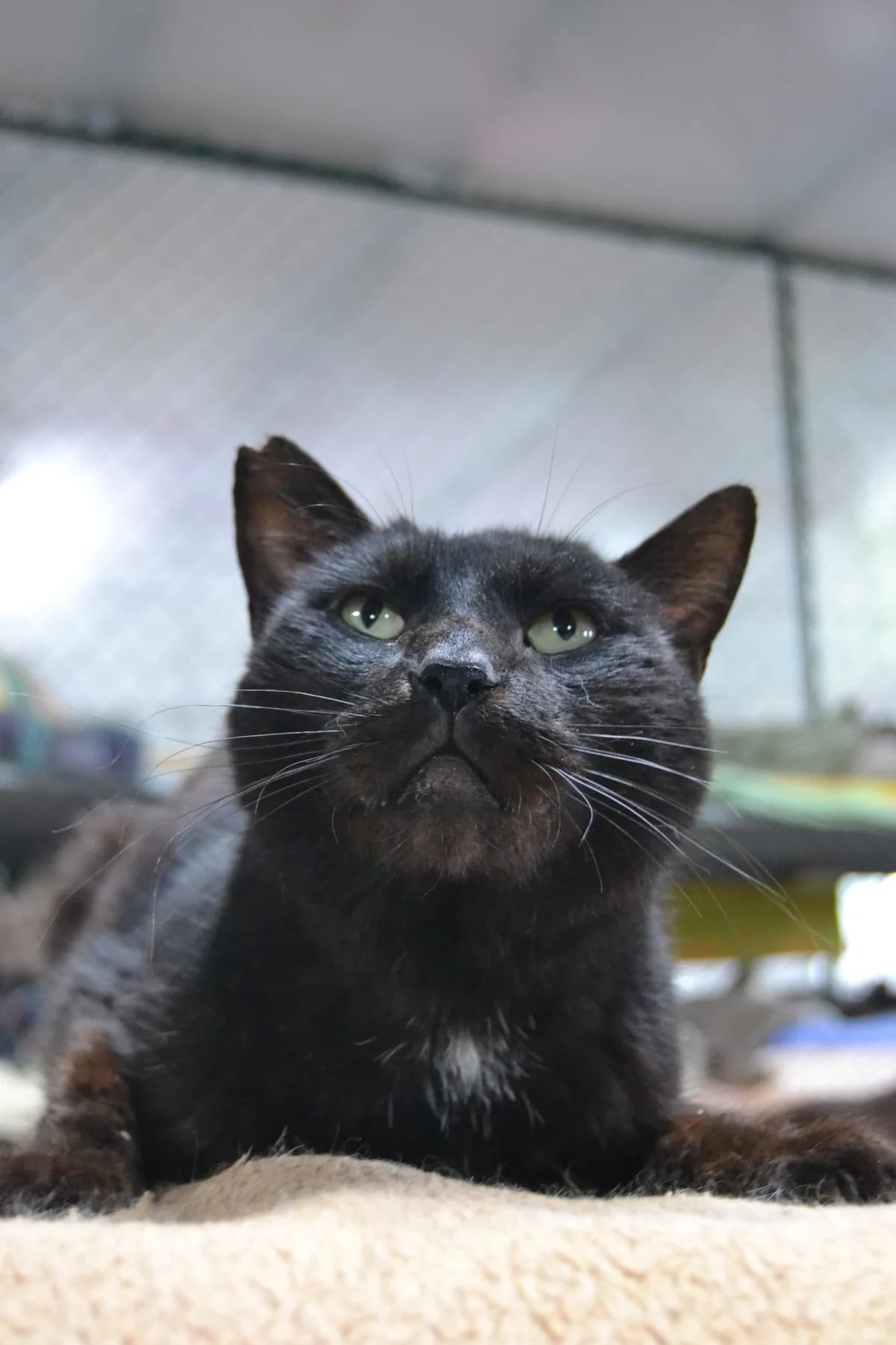 Sombra, male Mixed Breed for adoption at Proyecto Gato