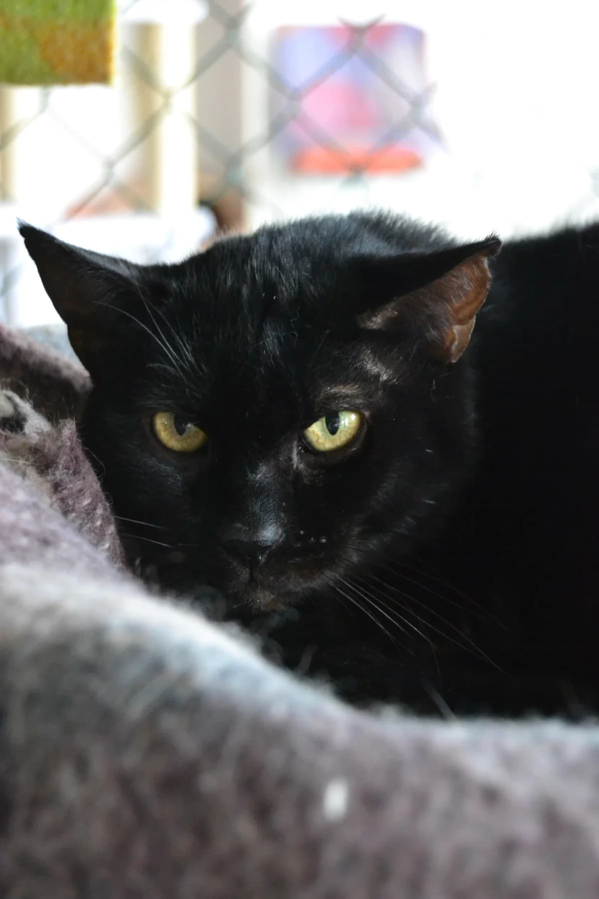 Yanka, male Mixed Breed for adoption at Proyecto Gato
