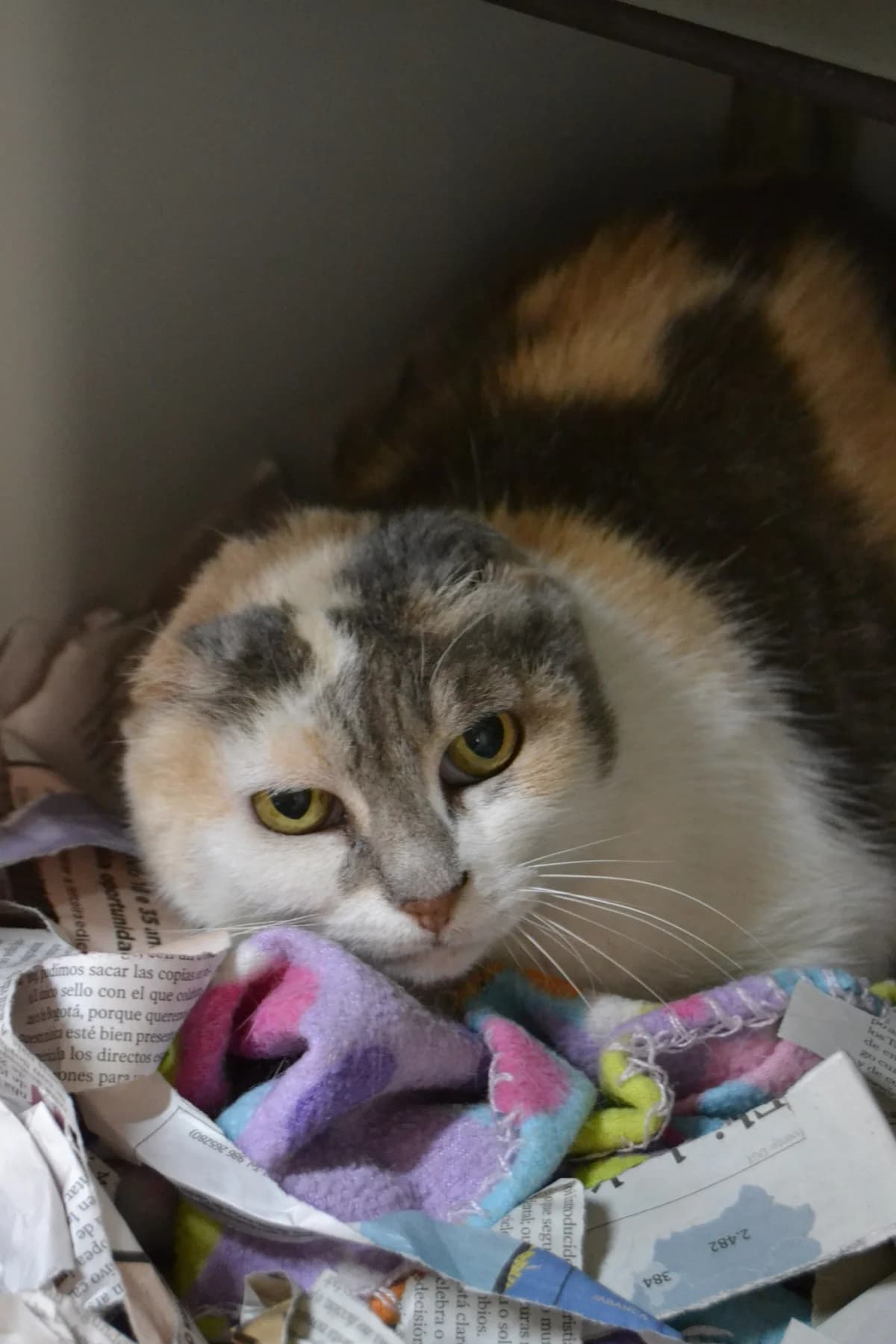 Maruxa, female Mixed Breed for adoption at Proyecto Gato