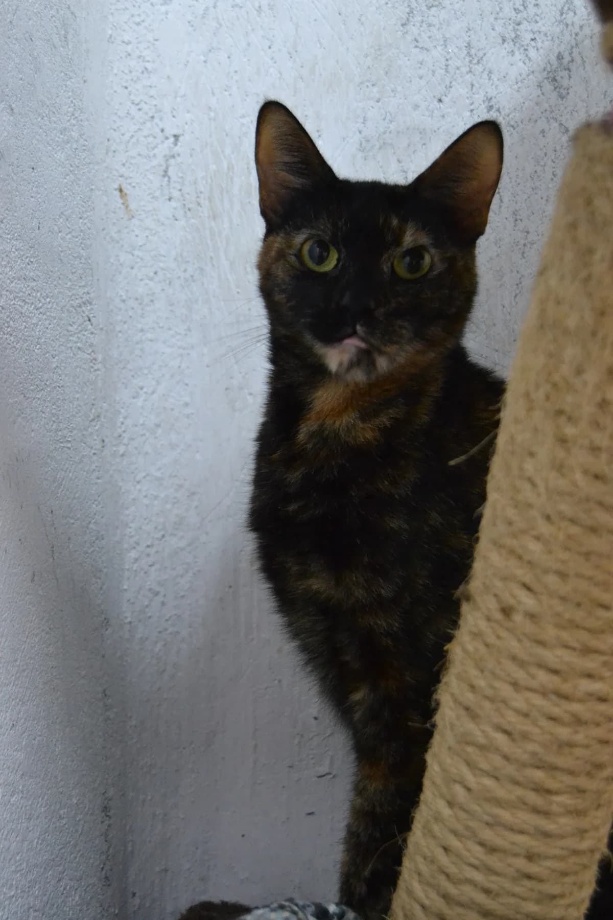Chanel, female Mixed Breed for adoption at Proyecto Gato