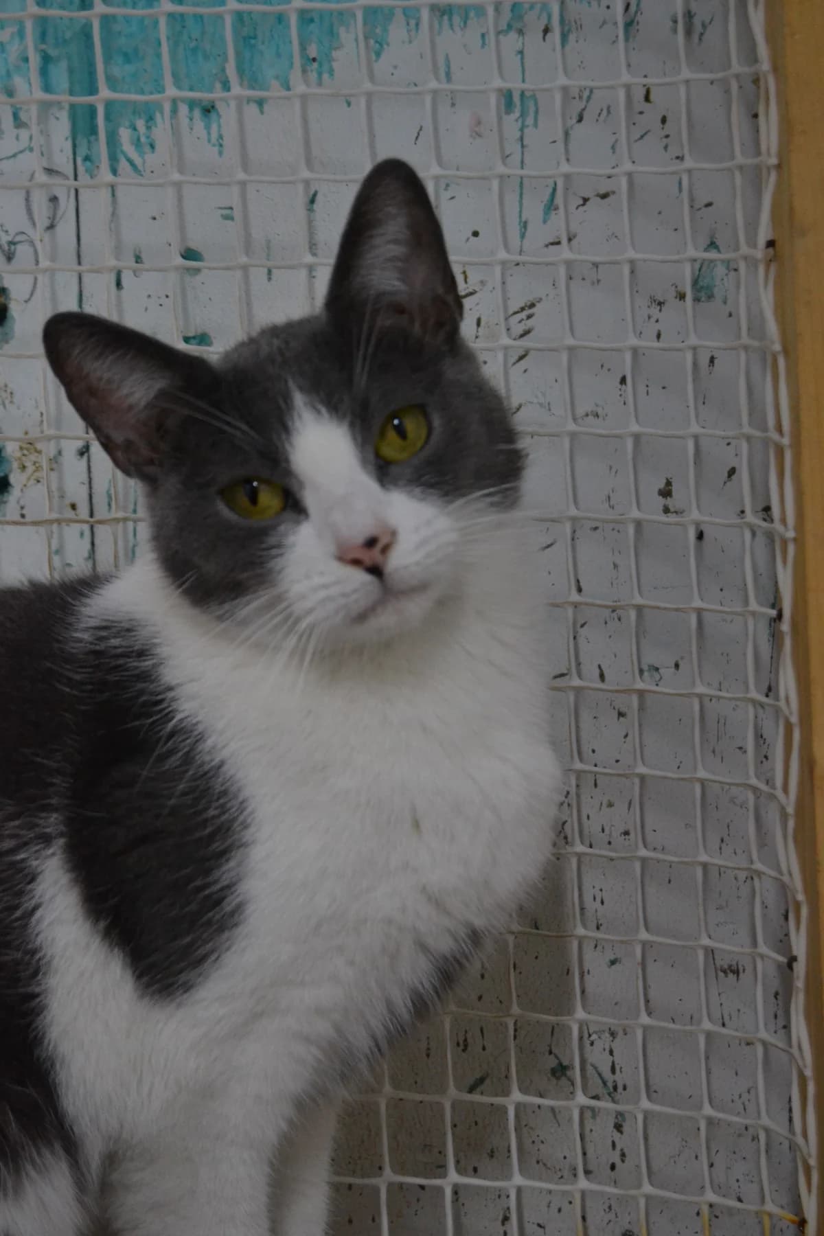 Gucci, female Mixed Breed for adoption at Proyecto Gato