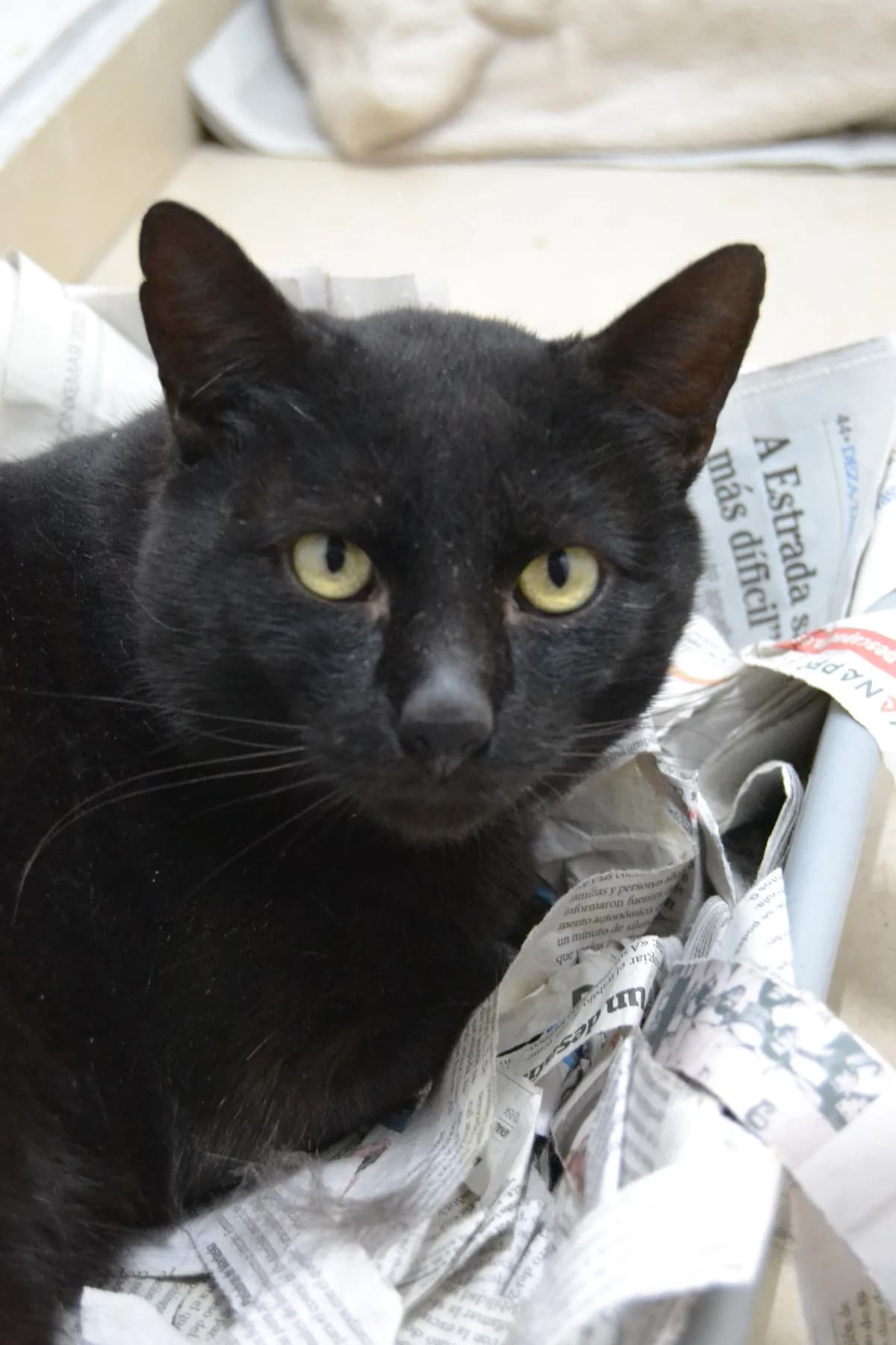 Tom, male Mixed Breed for adoption at Proyecto Gato