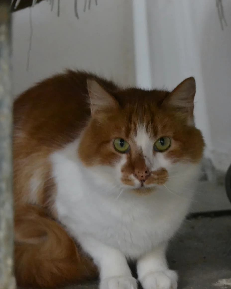 Peluche, male Mixed Breed for adoption at Proyecto Gato