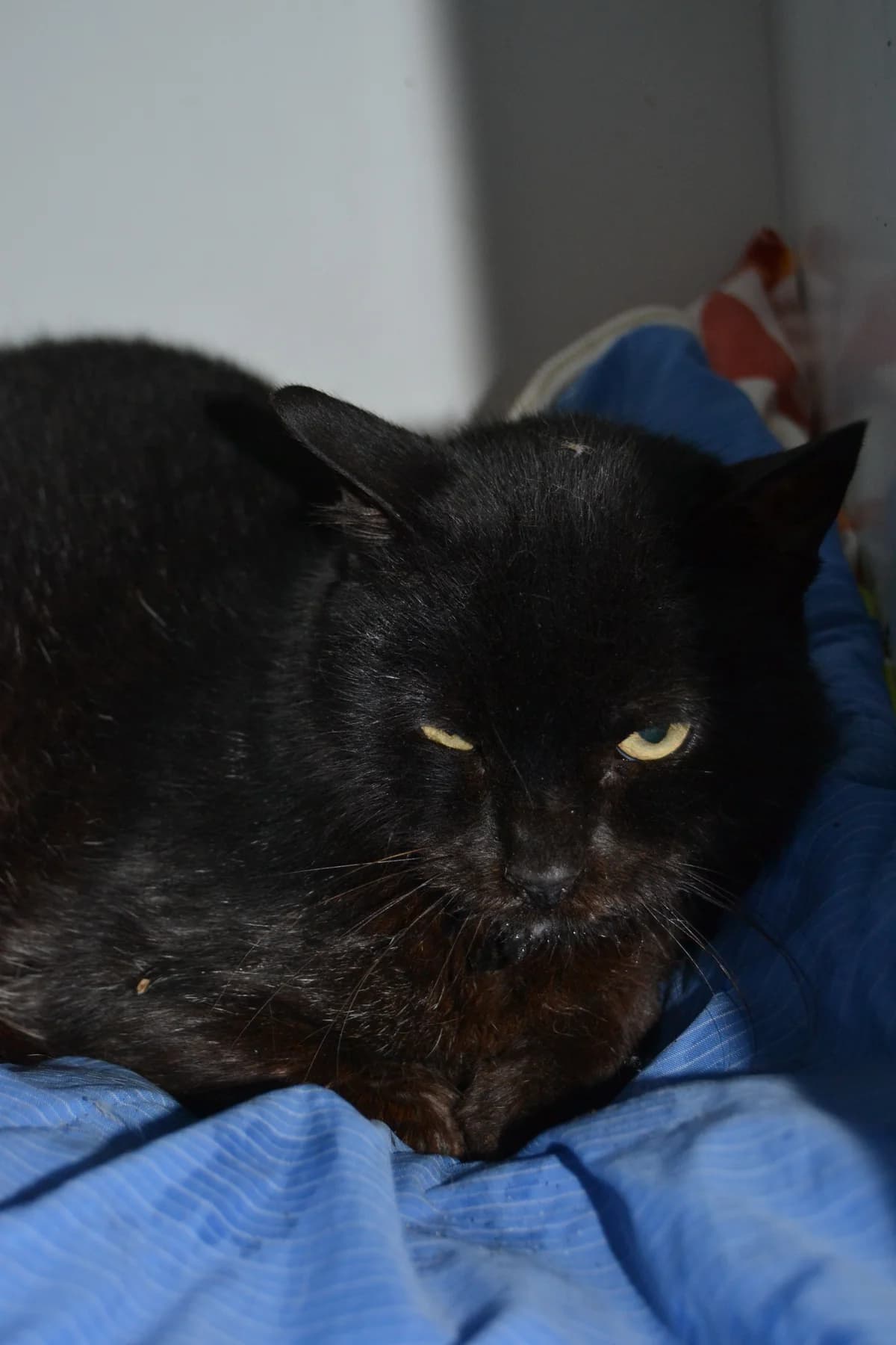 Mari Trini, female Mixed Breed for adoption at Proyecto Gato