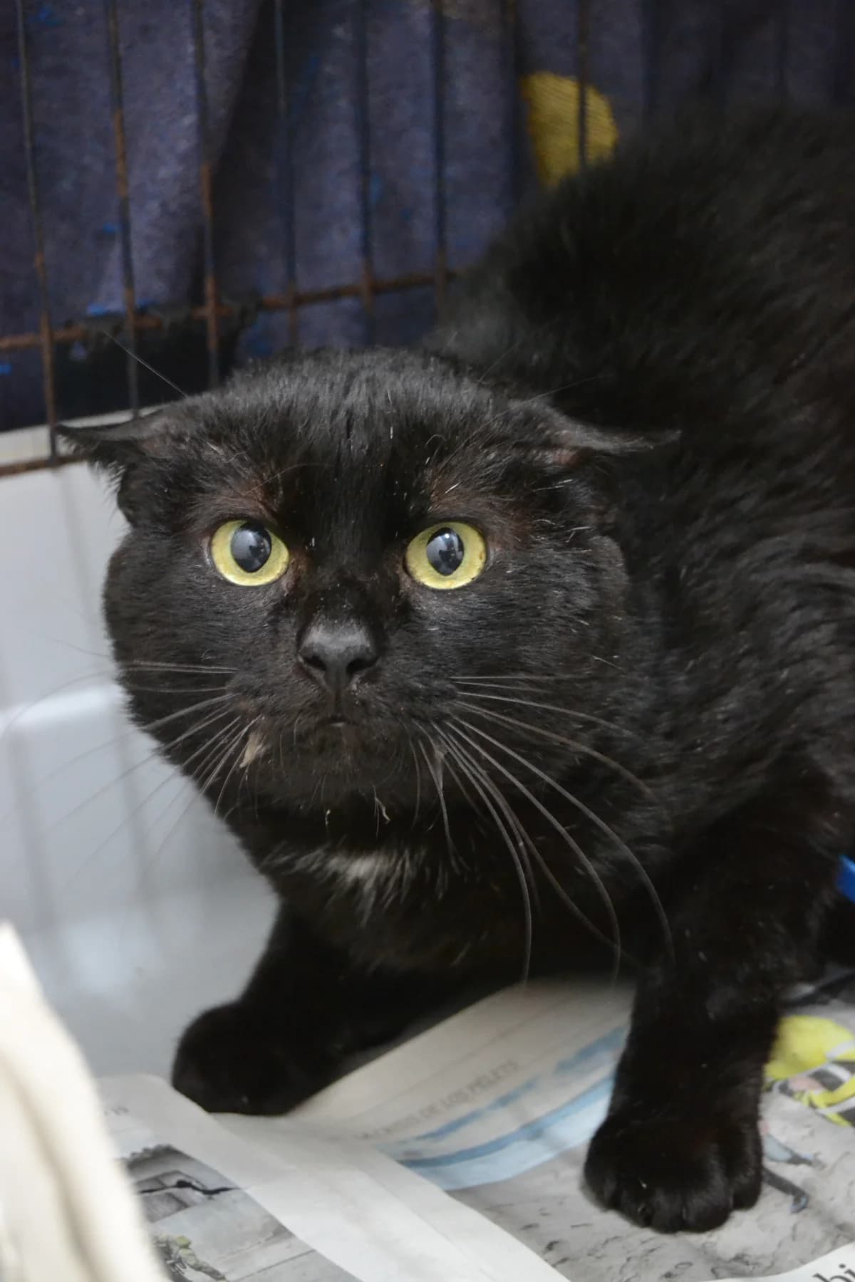 Testa, male Mixed Breed for adoption at Proyecto Gato