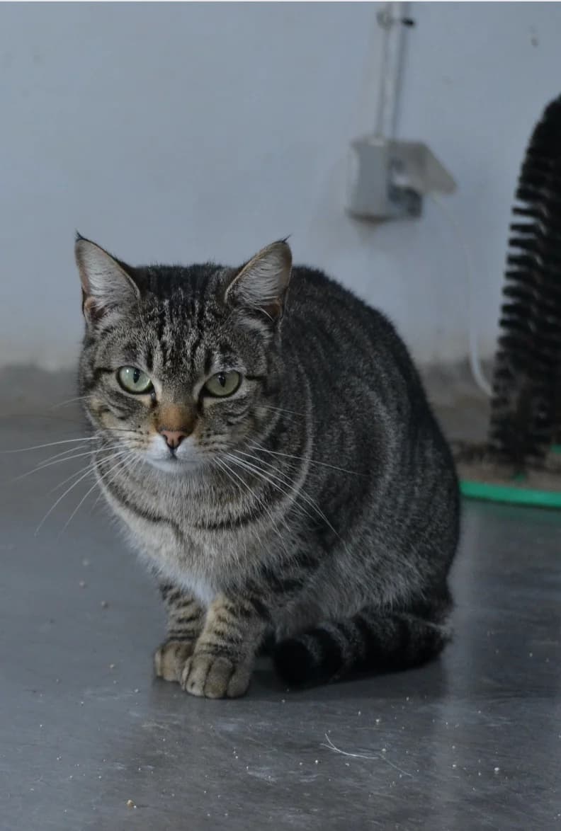 Luisita, female Mixed Breed for adoption at Proyecto Gato