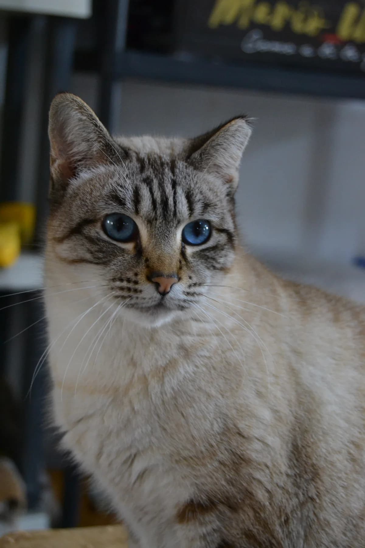 Maio, male Mixed Breed for adoption at Proyecto Gato